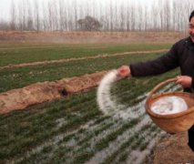 氯化铵施肥过多会怎样？